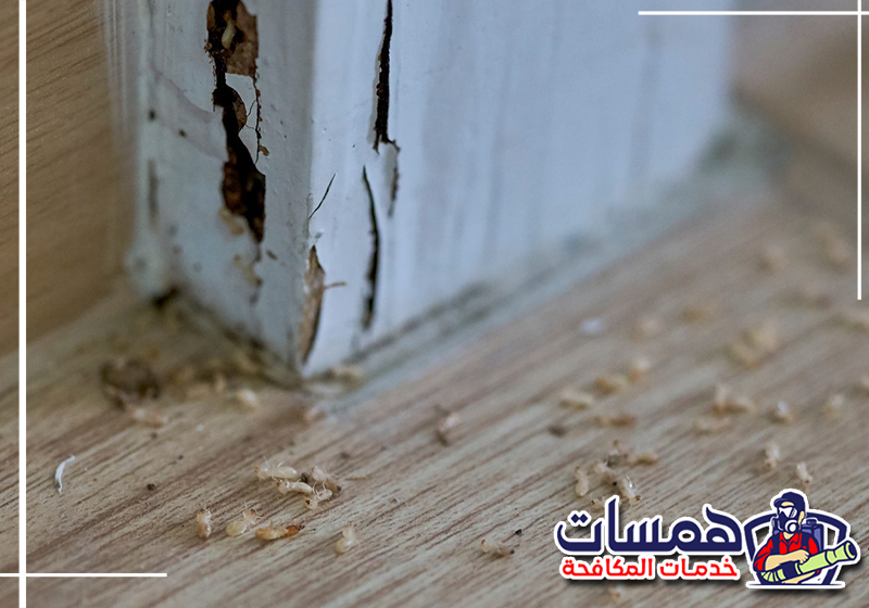 ابدأ معالجة الإصابة قبل انتشارها عبر الاتصال على 0559016158. تنفيذ معالجة مخصصة لممرات النمل الأبيض داخل أحد المباني السكنية في الدمام.