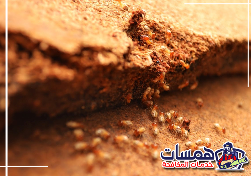 ابدأ معالجة النمل الأبيض الآن مع همسات كلين على 0559016158 تنفيذ معالجة متخصصة لممرات النمل الأبيض داخل أحد المنازل للحد من استمرار الإصابة