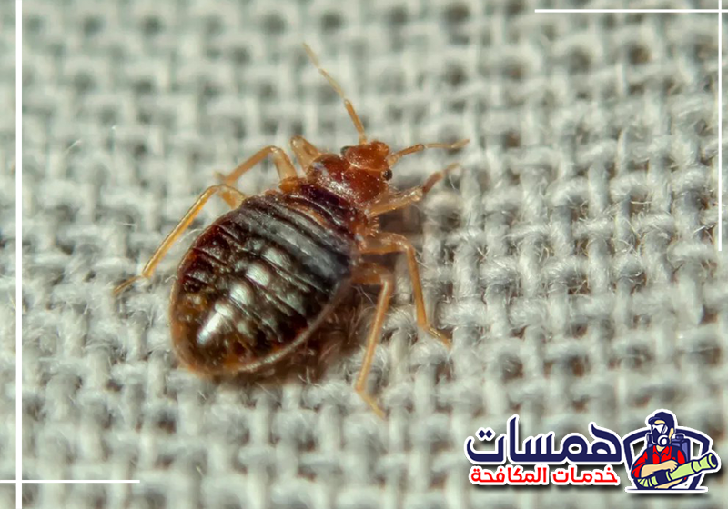 التخلص من بقايا الحشرات يمنع عودتها مجدداً. اتصل بخبراء همسات كلين الآن للمساعدة: 0559016158 تنظيف مراتب السرير والزوايا بالمكنسة الكهربائية بدقة للتخلص من حشرات البق الميتة وبيوضها بعد الرش