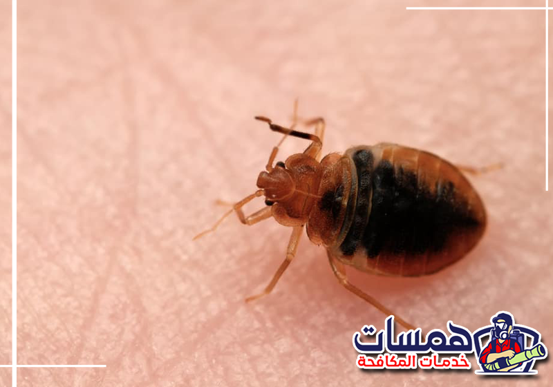 تنظيف المفروشات بالحرارة يضمن لك إبادة كاملة. احمِ منزلك بطلب خدمات همسات كلين عبر الرقم 0559016158 وضع ملاءات السرير والملابس في الغسالة على درجة حرارة عالية للقضاء على أي بقايا لبق الفراش