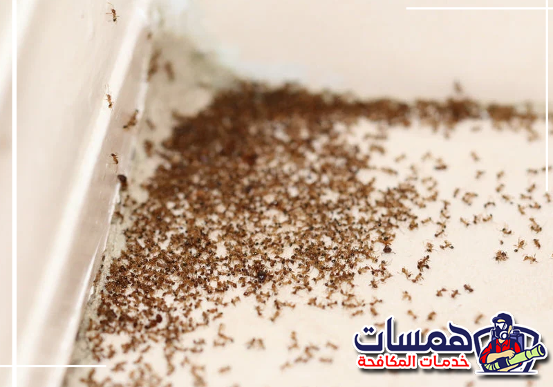 اطلب فحص مداخل النمل من همسات كلين عبر 0559016158 وجود رطوبة حول مواسير الصرف الصحي وتسربات مياه تحت المجلى في المطبخ، مما يجذب النمل للبحث عن الماء بمكة