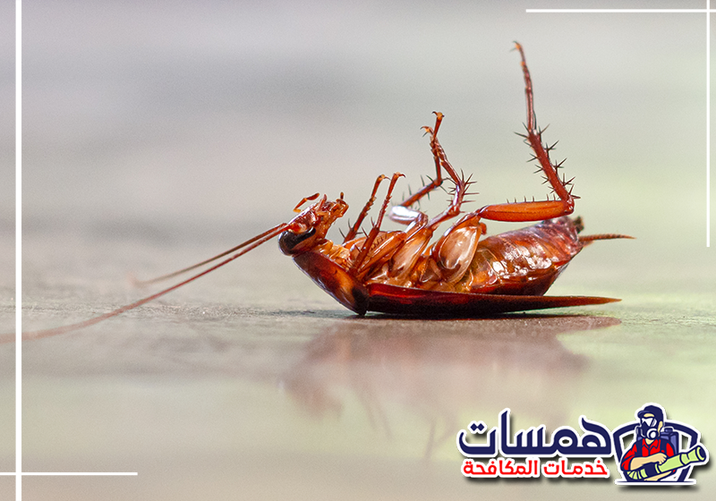 اطلب فحص أماكن اختباء الصراصير من همسات كلين عبر 0559016158 وجود تسربات مياه وتجمع للرطوبة أسفل مجلى المطبخ وحول مواسير الصرف الصحي، مما يجذب الصراصير للعيش والتكاثر بجدة