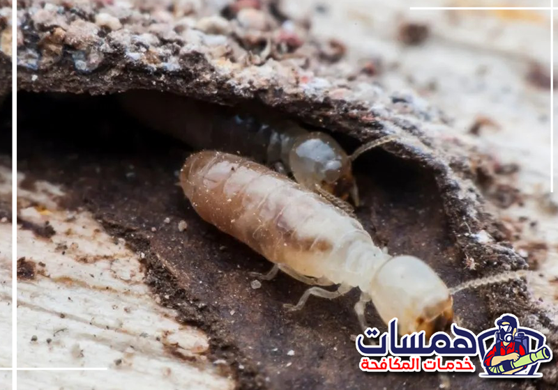 لاحظت تلفًا في الأخشاب؟ تواصل مع همسات كلين على 0559016158. آثار تلف الأخشاب الناتجة عن النمل الأبيض داخل الأبواب وقطع الأثاث المنزلية.